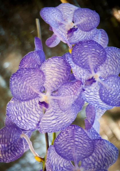 Orchideen — Stockfoto