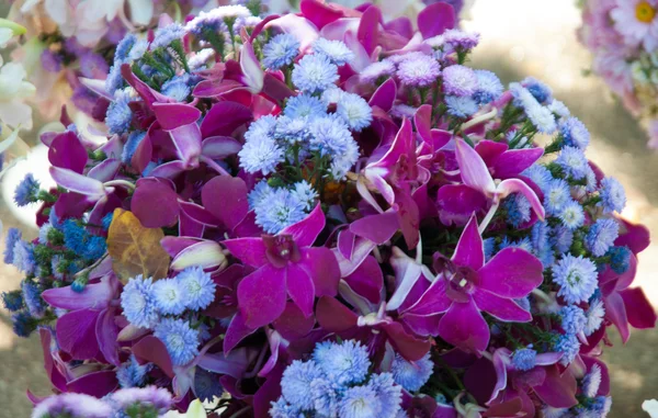 Orquídeas — Foto de Stock