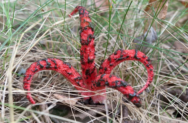 Trująca roślina czerwony — Zdjęcie stockowe