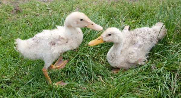 Two white ducks — Stock Photo, Image