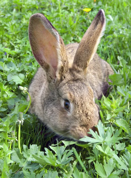 Braune Kaninchen — Stockfoto