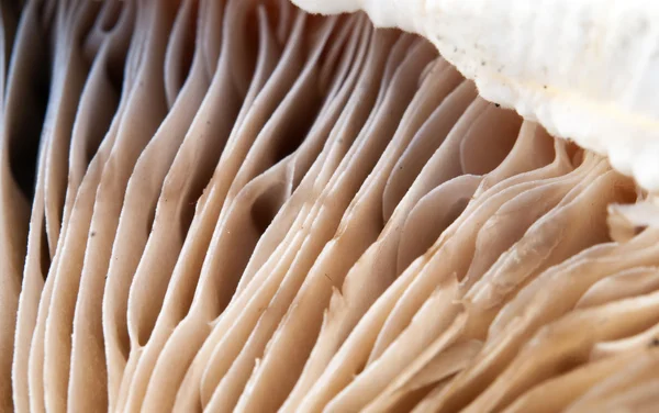 Deliciosa textura de cogumelos — Fotografia de Stock