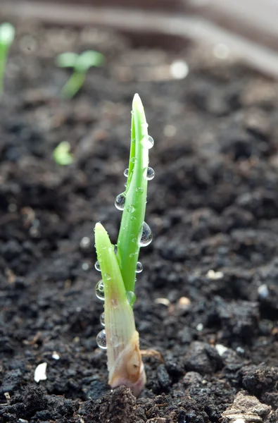 Garlic growing — Stock Photo, Image