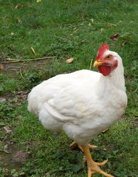 Fehér csirke — Stock Fotó
