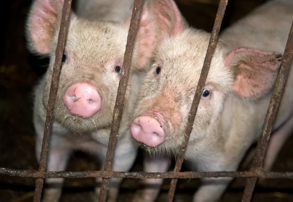 Neugierige Schweine — Stockfoto