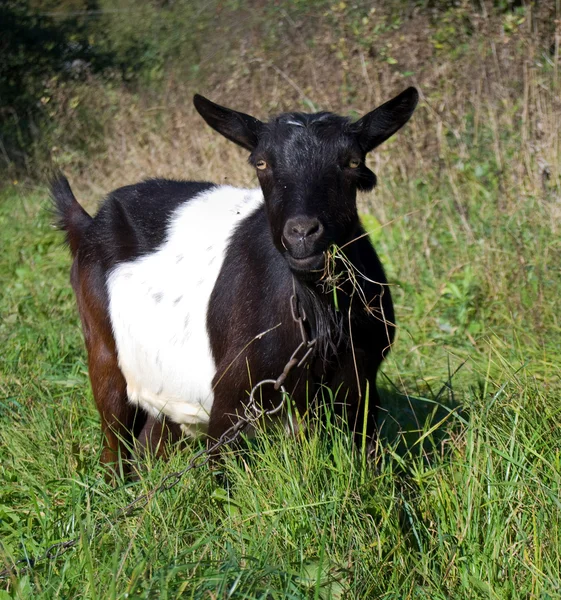 Goat grazed — Stock Photo, Image