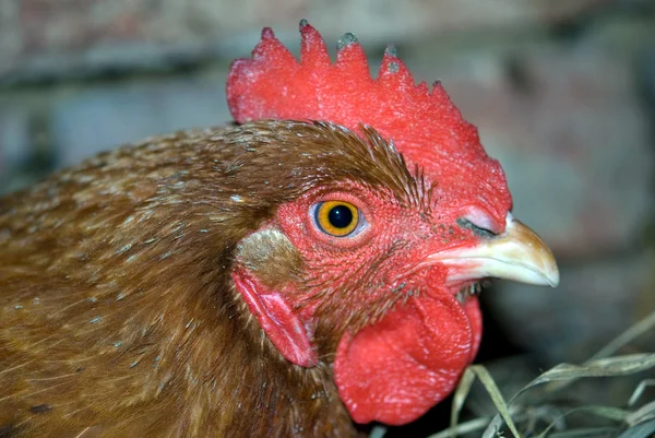 Red chicken head Royalty Free Stock Photos