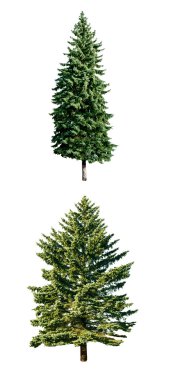 taze çam ağaçları