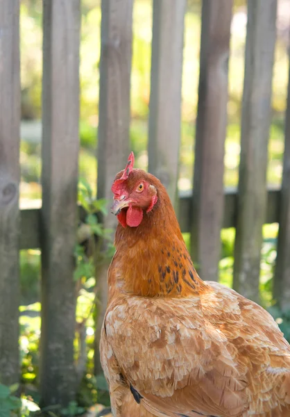 Găină împotriva unui gard rural — Fotografie, imagine de stoc