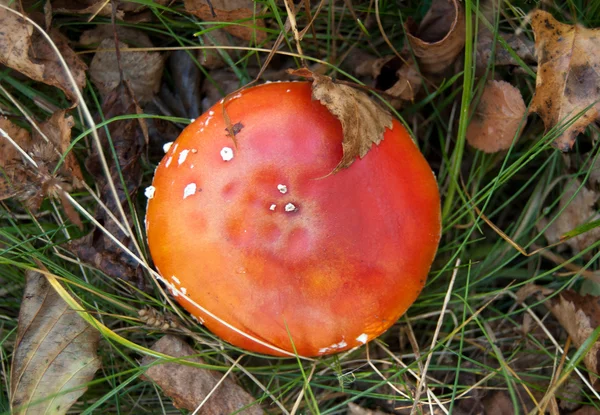 Fly-agaric mushroom — Stock Photo, Image