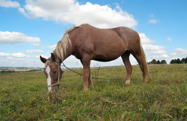 Betande sto — Stockfoto