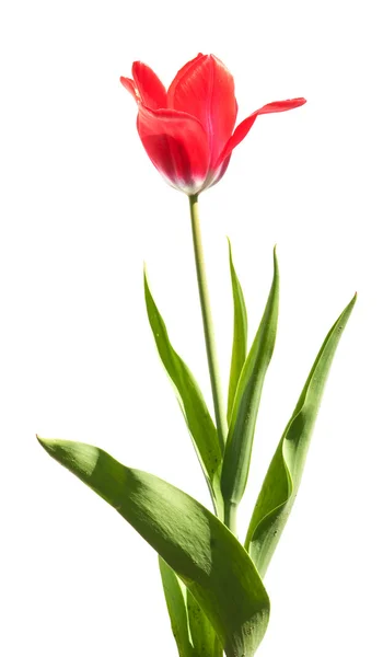 Une tulipe rouge — Photo