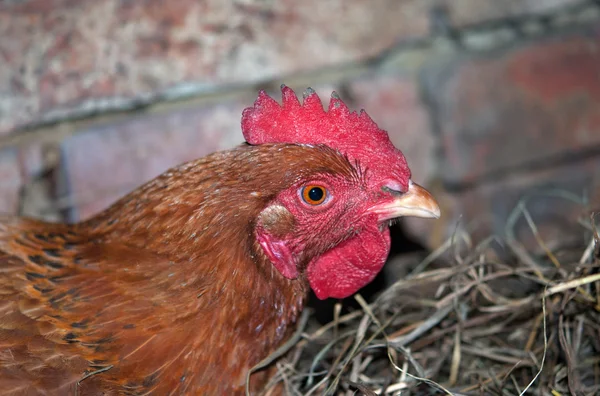 Fej vörös csirke — Stock Fotó