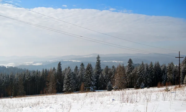 Winter trees — Stock Photo, Image