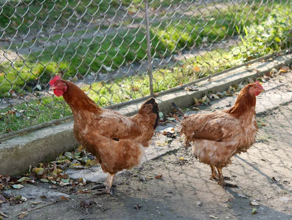 Two hens — Stock Photo, Image