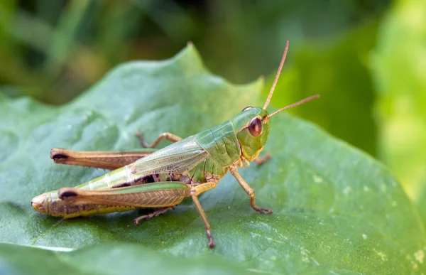 The grasshopper on leaf — Stock Photo, Image