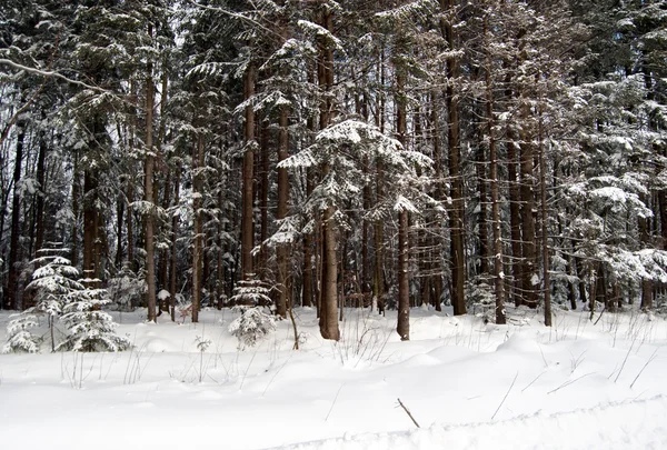 Bella foresta invernale — Foto Stock