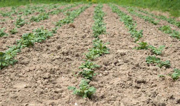 Patatas en el campo —  Fotos de Stock