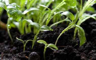 Genç yeşil bitkiler