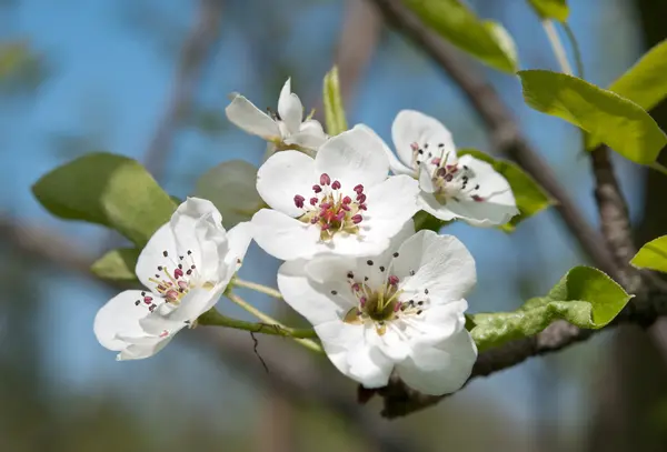 Flowering of pear — Stock Photo, Image