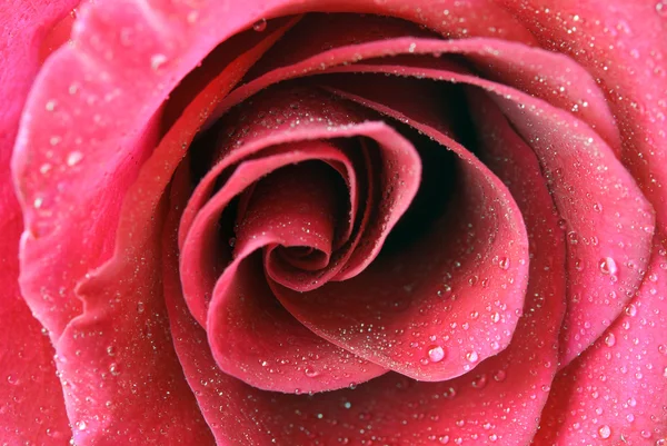 Rose is in drops — Stock Photo, Image