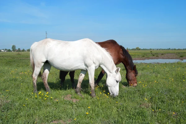 Pferde grasen — Stockfoto