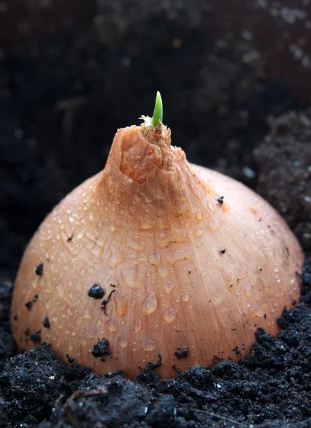 种植的洋葱 — 图库照片