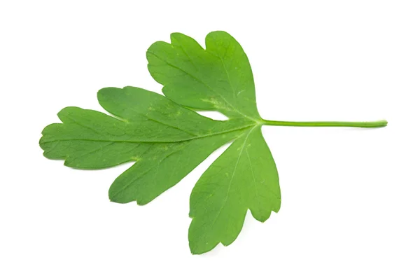 Parsley isolated — Stock Photo, Image