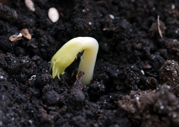 Plant growing — Stock Photo, Image