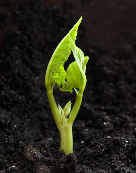 Plant growing from soil — Stock Photo, Image