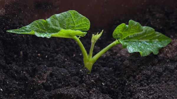 Plant bonen — Stockfoto