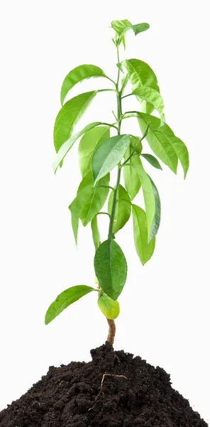 Young green lemon — Stock Photo, Image