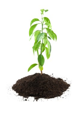 büyüyen yeşil limon