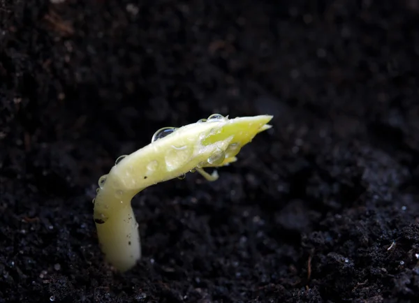 Planta que cresce a partir do solo — Fotografia de Stock