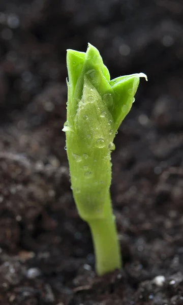 发芽的豌豆 — 图库照片