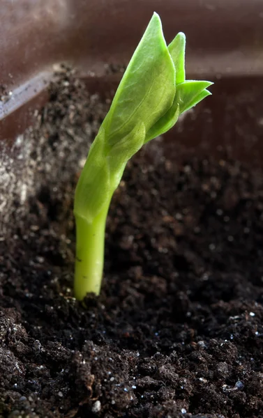 New plant — Stock Photo, Image