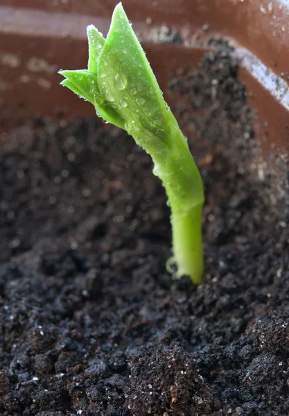 Yeni bitki büyüyen — Stok fotoğraf