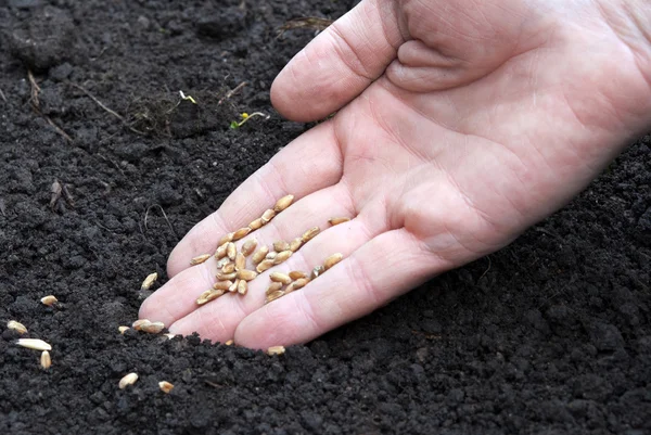 Seed of wheat — Stock Photo, Image