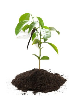 limon üzerinde Dragon fly