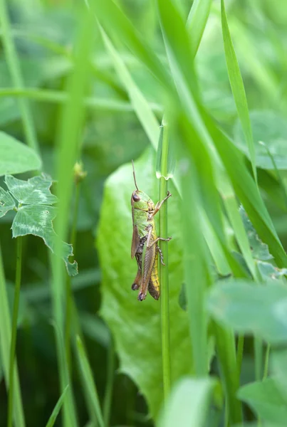 Sauterelle sur feuille — Photo