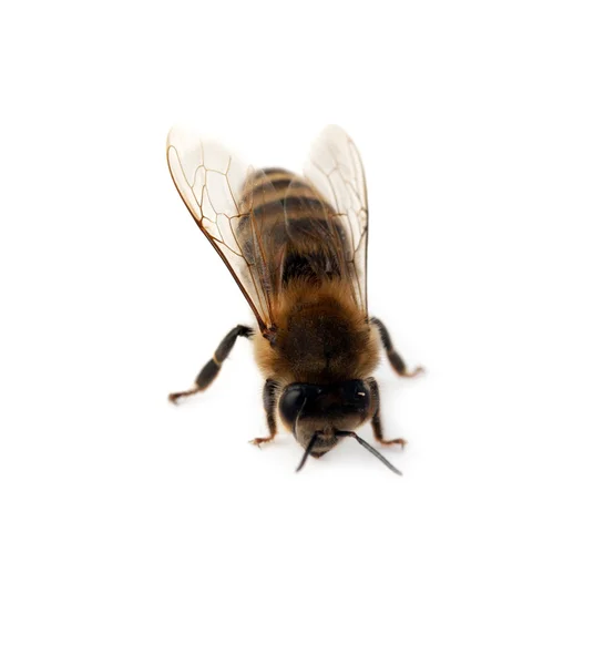 Bee geïsoleerd — Stockfoto