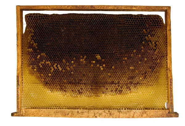 Abeilles à miel — Photo