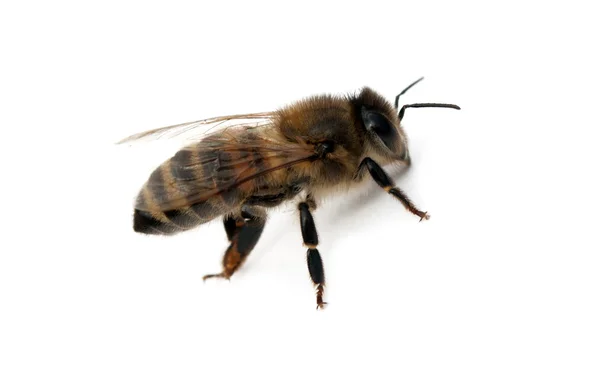 Bee geïsoleerd — Stockfoto