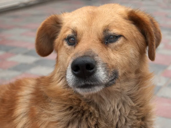 Cane domestico — Foto Stock