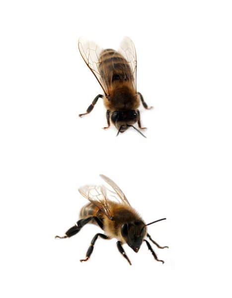Zwei Bienen isoliert — Stockfoto
