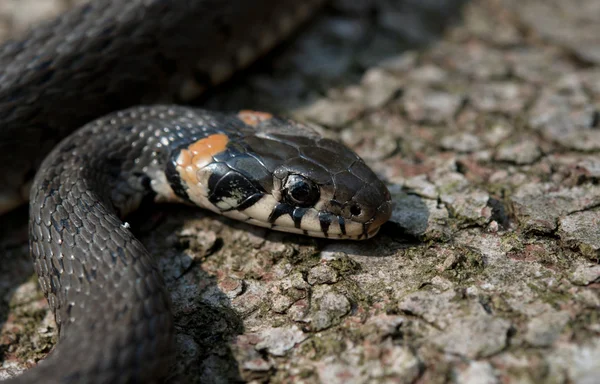 Serpente em madeira — Fotografia de Stock