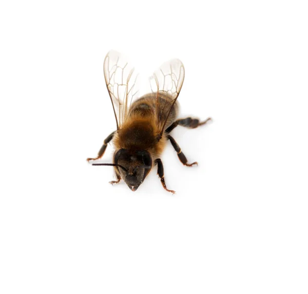 Včela, samostatný — Stock fotografie