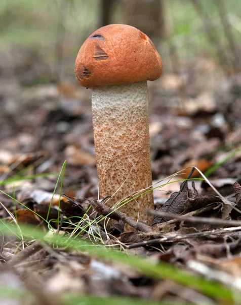 Leccinum scabrum — Fotografia de Stock