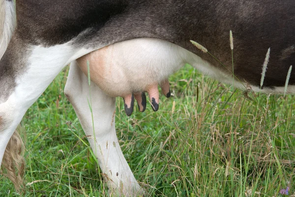 Euter der Kuh — Stockfoto