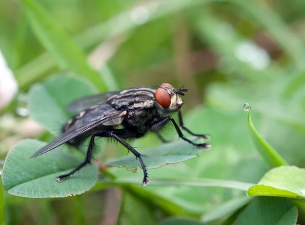 Macro mosca de insetos — Fotografia de Stock